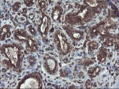 Immunohistochemistry: ACBD3 Antibody (OTI1G2) - Azide and BSA Free [NBP2-72148]
