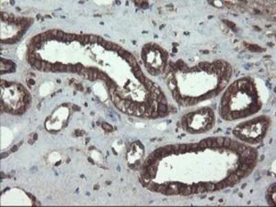 Immunohistochemistry: ACBD3 Antibody (OTI1G2) - Azide and BSA Free [NBP2-72148]
