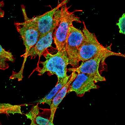 Immunocytochemistry/ Immunofluorescence: ACCN2 Antibody (S271-44) [NBP2-22409]
