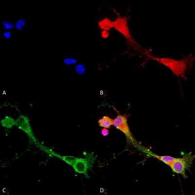 Immunocytochemistry/ Immunofluorescence: ACCN2 Antibody (S271-44) [NBP2-22409]