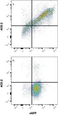 Flow Cytometry: ACE-2 Antibody [NBP1-88123]