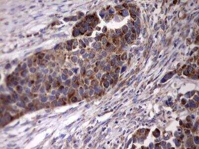 Immunohistochemistry-Paraffin: ACE-2 Antibody (OTI4D2) - Azide and BSA Free [NBP2-72117]