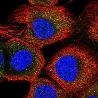 Immunocytochemistry/ Immunofluorescence: ACOT11 Antibody [NBP2-58936]