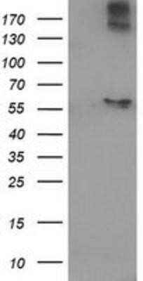 Flow Cytometry: ACOT12 Antibody (OTI1A11) - Azide and BSA Free [NBP2-72389]