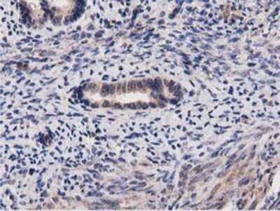 Immunohistochemistry: ACOT12 Antibody (OTI1A11) - Azide and BSA Free [NBP2-72389]