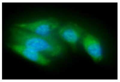 Immunocytochemistry/ Immunofluorescence: ACOT8 Antibody (4D10) - BSA Free [NBP2-59419]