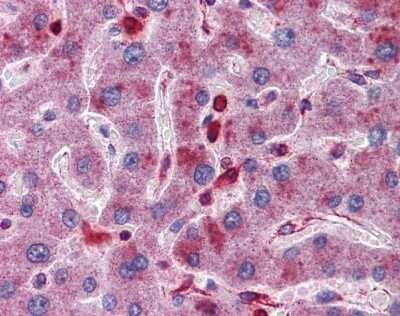 Immunohistochemistry-Paraffin: ACP2 Antibody [NBP1-62491]