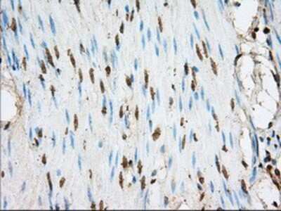 Immunohistochemistry-Paraffin: ACSBG1 Antibody (OTI1D8) [NBP2-02554]