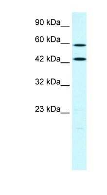 Western Blot: ACSL1 Antibody [NBP1-60016]