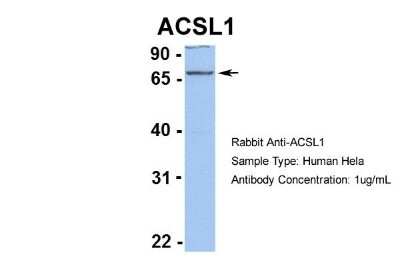 Western Blot: ACSL1 Antibody [NBP1-60016]