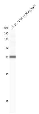 Simple Western: ACSL3 Antibody [NBP2-15252]