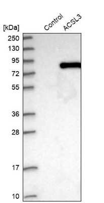 Western Blot: ACSL3 Antibody [NBP1-89268]