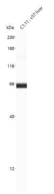 Simple Western: ACSL5 Antibody [NBP1-59645]