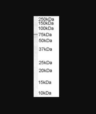 Western Blot: ACSL5 Antibody [NB100-2918]
