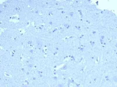 Immunohistochemistry-Paraffin: ACTH Antibody (57) - N-terminal - Azide and BSA Free [NBP2-34512]