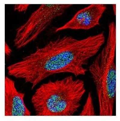 Immunocytochemistry/ Immunofluorescence: ACTL6B Antibody [NBP2-15269]