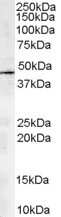 Western Blot: ACTR1A Antibody [NB100-1423]