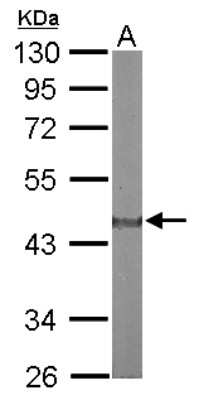 Western Blot: ACTR1A Antibody [NBP2-15274]