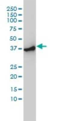 Western Blot: ACTR2 Antibody (1B10-C4) [H00010097-M01]