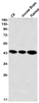 Western Blot: ACTR2 Antibody (S04-3H3) [NBP3-19646]