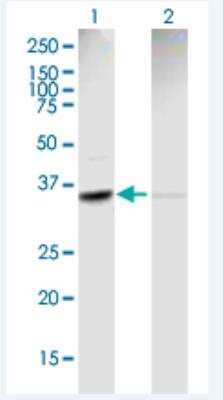 Western Blot: ACTR2 Antibody [H00010097-B01P-50ug]