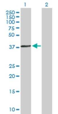 Western Blot: ACTRT1 Antibody [H00139741-B01P]