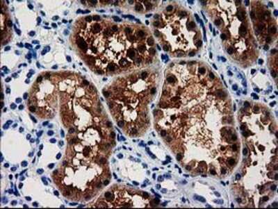 Immunohistochemistry-Paraffin: ACY3 Antibody (OTI2D5) [NBP2-03512]