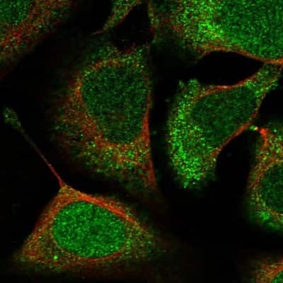 Immunocytochemistry/ Immunofluorescence: ACYP1 Antibody [NBP1-86314]