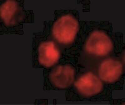 Immunocytochemistry/ Immunofluorescence: ADAM10 Antibody - BSA Free [NBP1-76973]
