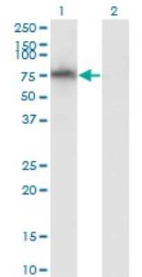 Western Blot: ADAM2 Antibody (1B8) [H00002515-M02]
