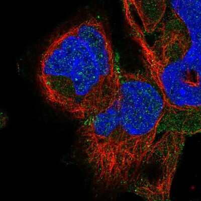 Immunocytochemistry/ Immunofluorescence: ADAM22 Antibody [NBP2-58310]