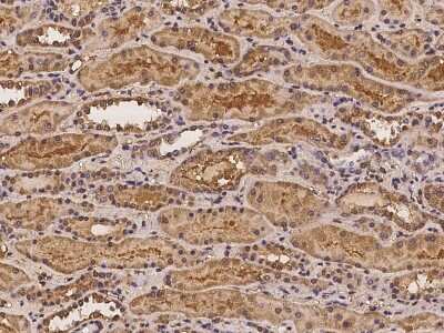 Immunohistochemistry-Paraffin: ADAM23 Antibody [NBP2-98071]