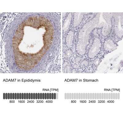 Immunohistochemistry-Paraffin: ADAM7 Antibody [NBP1-84932]