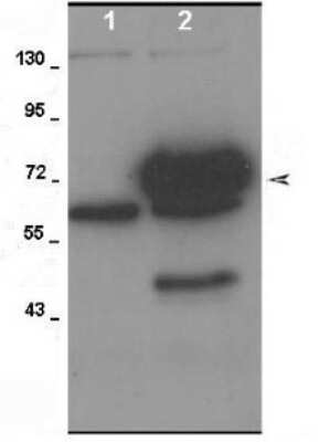 Western Blot: ADAM9 Antibody [NBP1-59010]