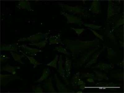 Immunocytochemistry/ Immunofluorescence: ADAMTS1 Antibody (1B8) [H00009510-M02]