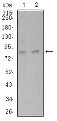 Western Blot: ADAMTS1 Antibody (1G5D5)BSA Free [NBP2-61808]