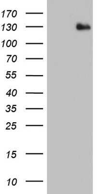 Western Blot: ADAMTS1 Antibody (OTI4H2)Azide and BSA Free [NBP2-71474]