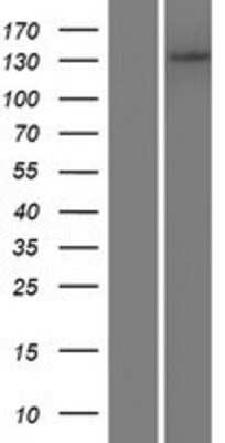 Western Blot: ADAMTS14 Overexpression Lysate [NBP2-05595]