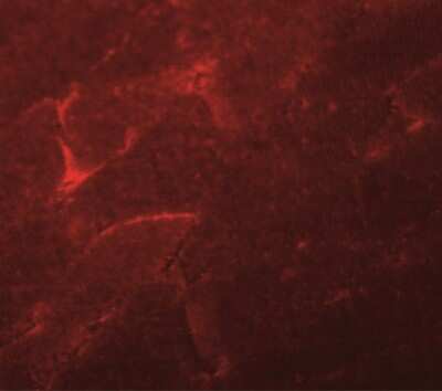 Immunocytochemistry/ Immunofluorescence: ADAMTSL5 Antibody - BSA Free [NBP2-41120]
