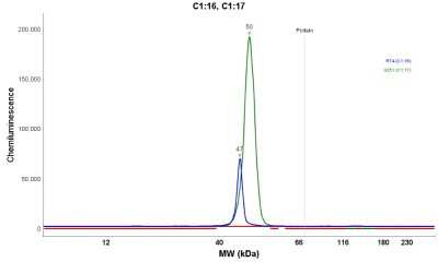 Simple Western: ADE2 Antibody [NBP1-90235]
