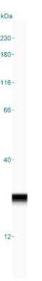 Simple Western: ADI1 Antibody [NBP2-38251]