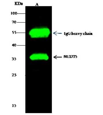 Immunoprecipitation: ADP-Sugar Pyrophosphatase/NUDT5 Antibody [NBP3-00064]
