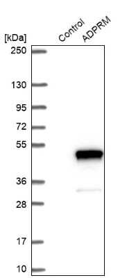 Western Blot: ADPRM Antibody [NBP1-81247]