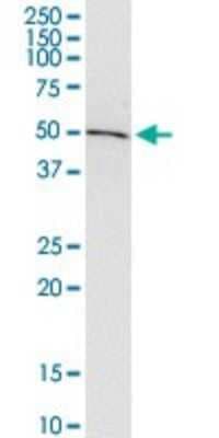 Western Blot: ADSSL1 Antibody (2D12) [H00122622-M01]