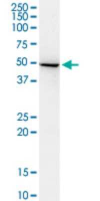 Western Blot: ADSSL1 Antibody (2D12) [H00122622-M01]