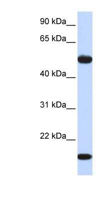 Western Blot: ADSSL1 Antibody [NBP1-55524]