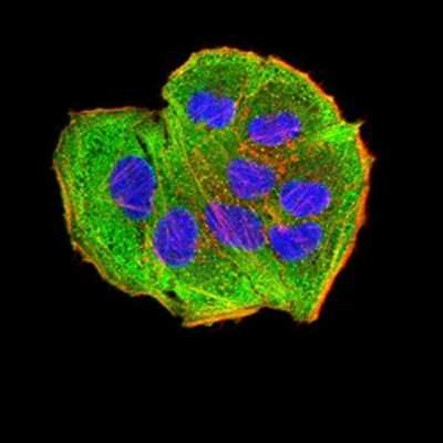 Immunocytochemistry/ Immunofluorescence: AEBP2 Antibody (2D7B6) - BSA Free [NBP2-61822]