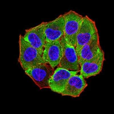Immunocytochemistry/ Immunofluorescence: AEBP2 Antibody (3E3C10) - BSA Free [NBP2-61835]