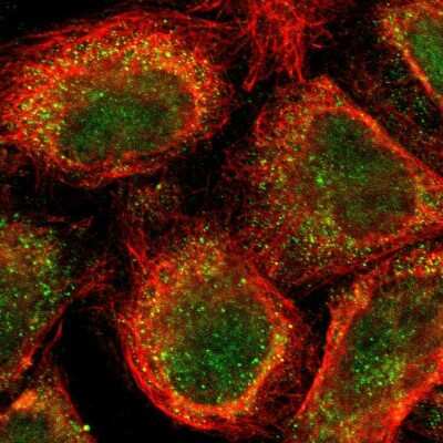 Immunocytochemistry/ Immunofluorescence: AF9 Antibody [NBP1-90217]