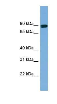 Western Blot: AFAP Antibody [NBP1-56581]